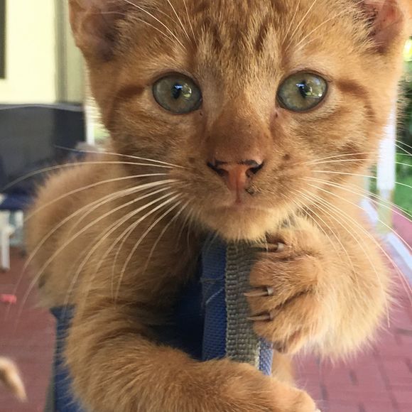 Meet your Posher, John - Picture 1 of 1